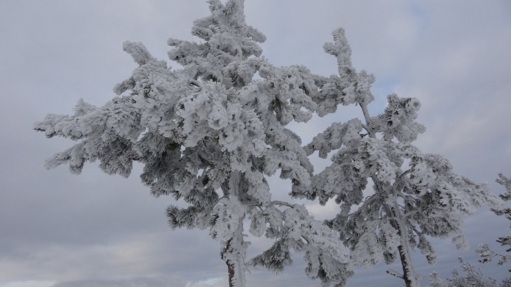 Ardahan Buz Kesti, Göle İlçesi Eksi 27 Dereceyi Gördü