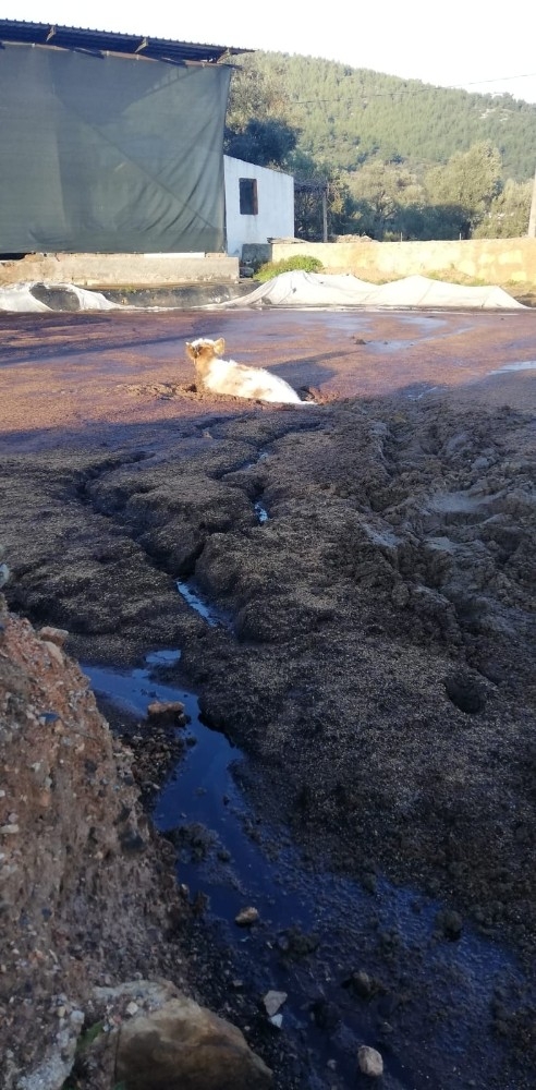 Bataklıkta Mahsur Kalan İnek İçin Seferber Oldular