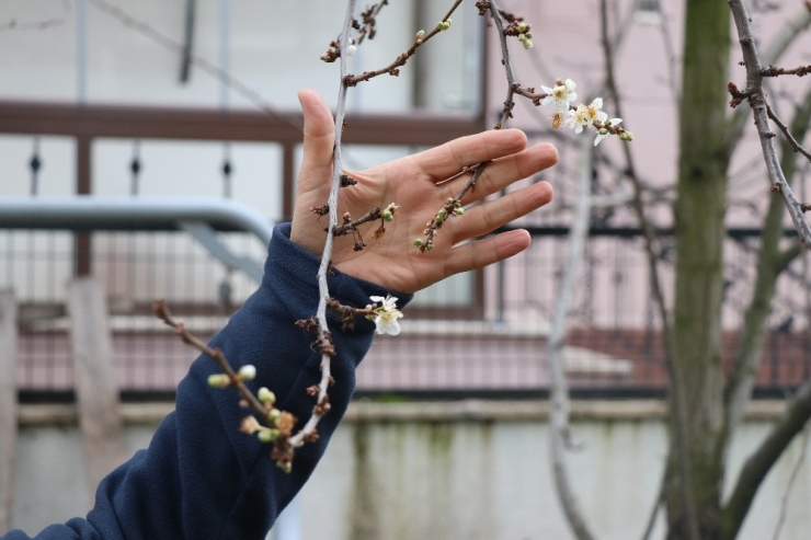 Bolu’da, Kış Mevsiminde Ağaçlar Çiçek Açtı