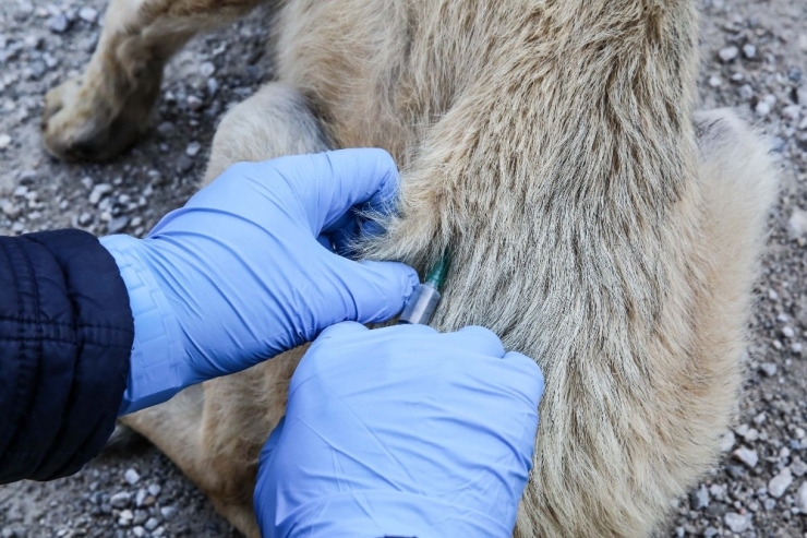 İzmir’deki Kırsal Bölgelerde Hayvanlara Uyuz Aşısı