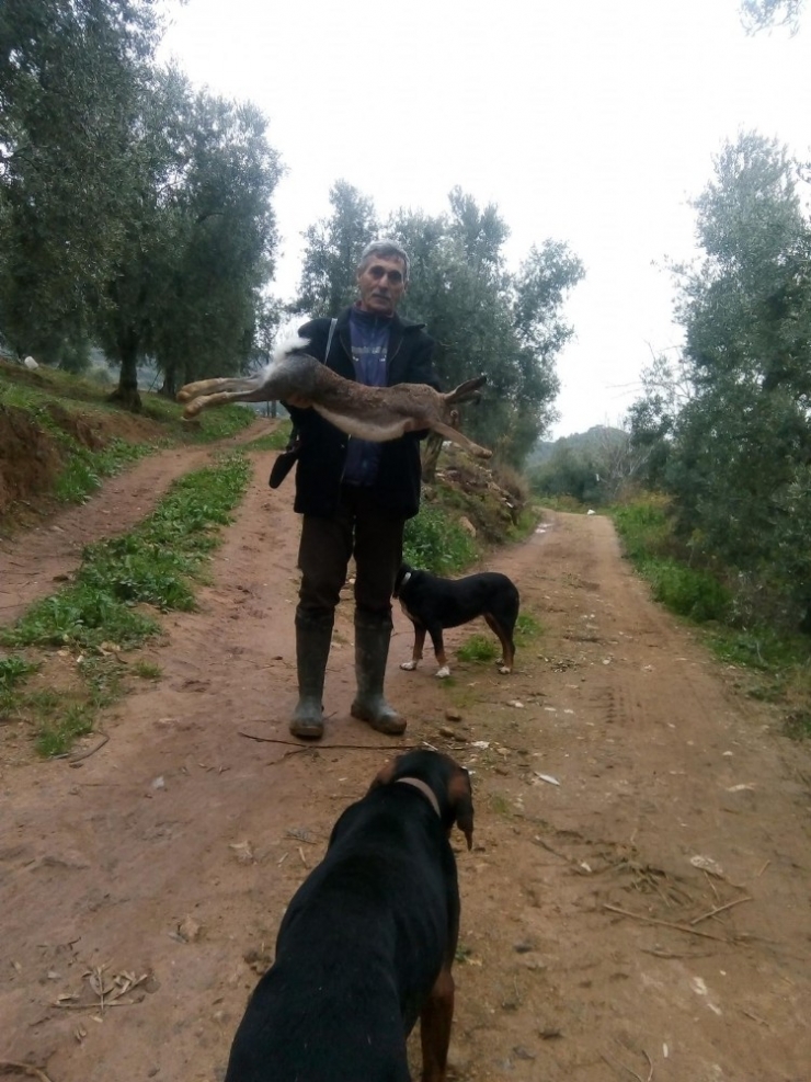 Kanguru Gibi Tavşan