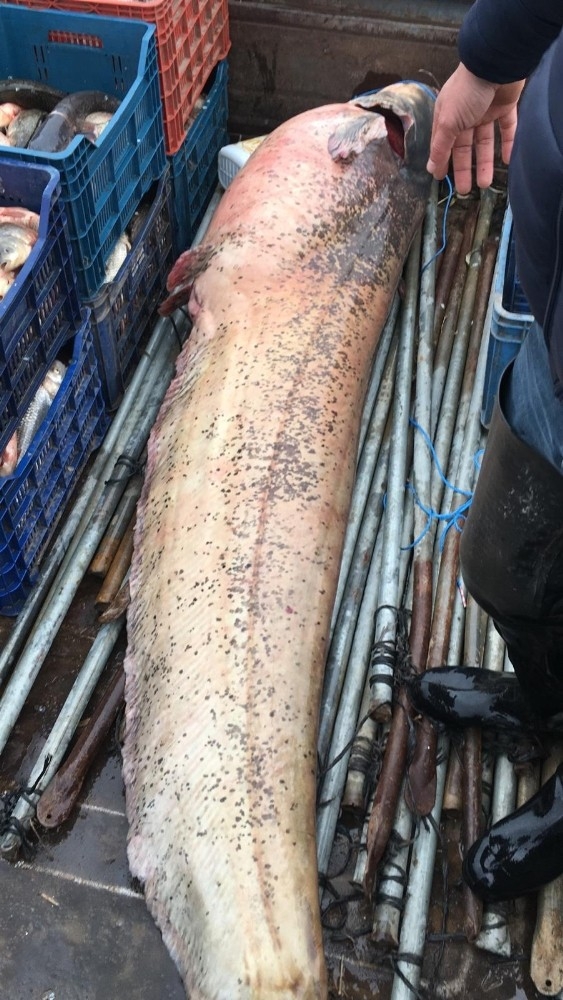 120 Kiloluk Yayın Balığının Yanında Yattılar