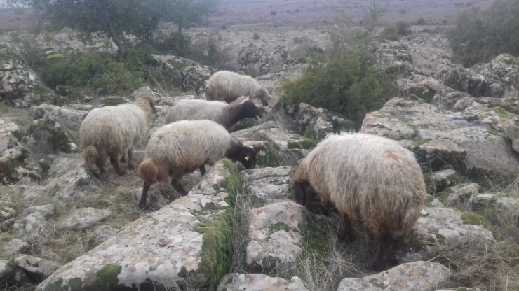 Kaybolan 8 Koyunu Jandarma Buldu