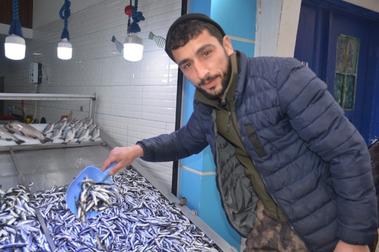 Hamsi Gürcistan’dan Geldi, Fiyatı 10 Tl’ye Düştü