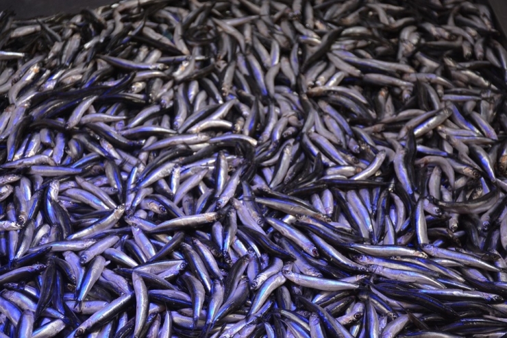 Hamsi Gürcistan’dan Geldi, Fiyatı 10 Tl’ye Düştü