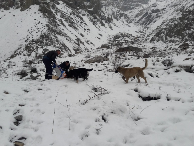 Hakkari’de Can Dostlara Yiyecek Bırakıldı