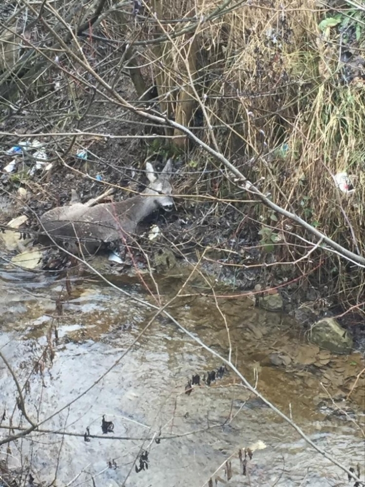 Yaralı Yavru Karaca Tedavi Altına Alındı