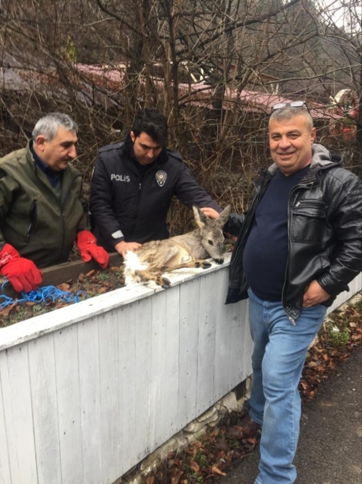 Yaralı Yavru Karaca Tedavi Altına Alındı