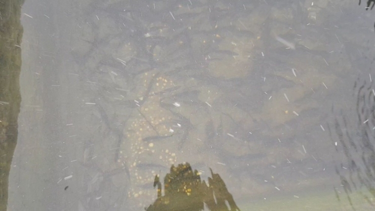 Telef Olan Balıklardan Geriye Kalanları Çeşme Oluğunda Besliyorlar