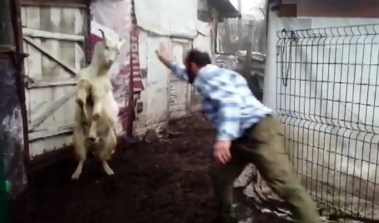 Keçi İle Çobanın Dostluğu Yürekleri Isıtıyor