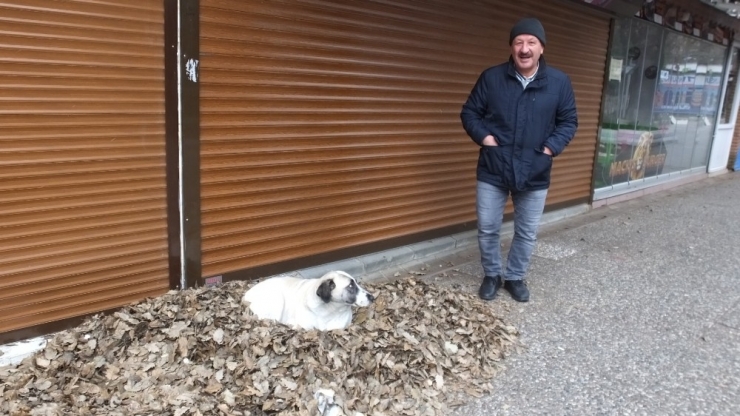 Burhaniye’de Tarihi Meşelerin Yaprakları Sokak Hayvanlarına Yatak Oldu
