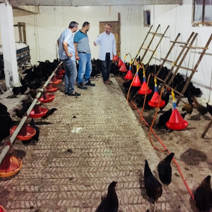 Kocaeli’de Çiftçilere 9 Bin Gezen Tavuk Desteği