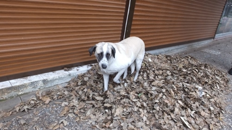 Burhaniye’de Tarihi Meşelerin Yaprakları Sokak Hayvanlarına Yatak Oldu