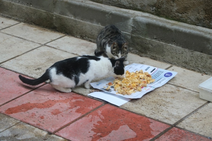 Mahallenin Kedileri Ona Emanet