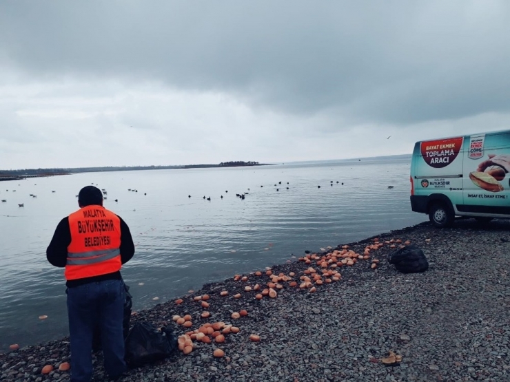 Malatya Büyükşehir Belediyesi’nden Hayvanlara Şefkat Eli