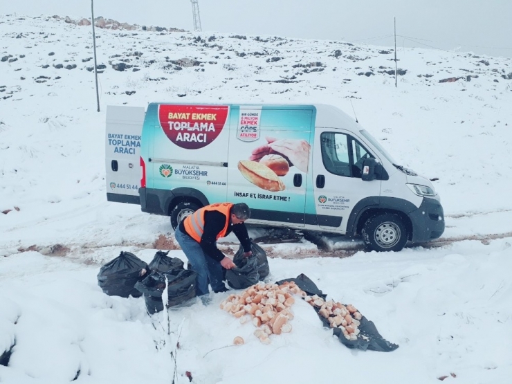 Malatya Büyükşehir Belediyesi’nden Hayvanlara Şefkat Eli