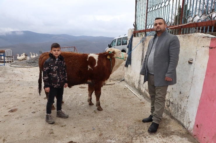 ’Ay-yıldızlı’ Boğa