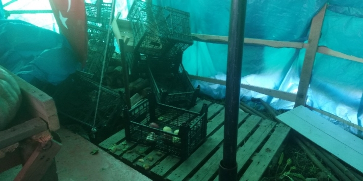 Önce Tadına Baktılar Sonra Çaldılar