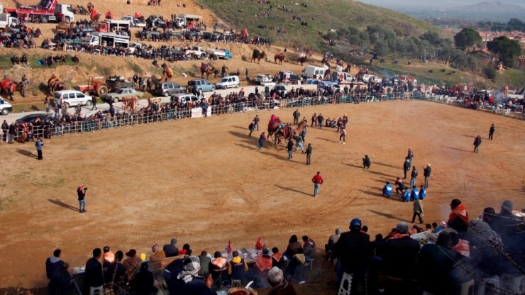 Ödemiş’te Deve Güreşi Heyecanı
