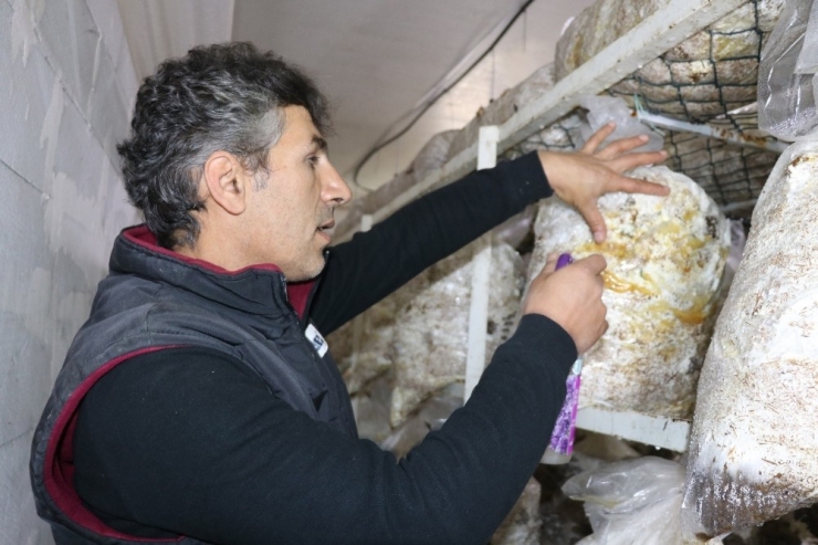 Vanlı Mantar Üreticisi Yeşil Küf İlacı Yaptı