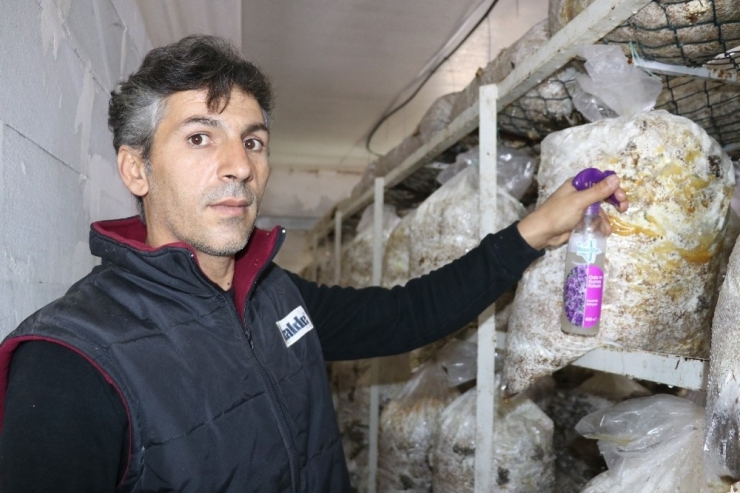 Vanlı Mantar Üreticisi Yeşil Küf İlacı Yaptı