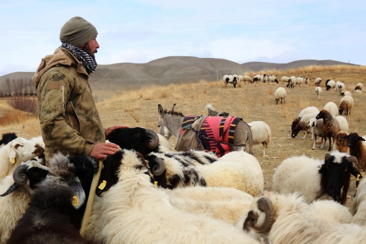 Kış Ortasında Merada Hayvan Otlatma Sevinci