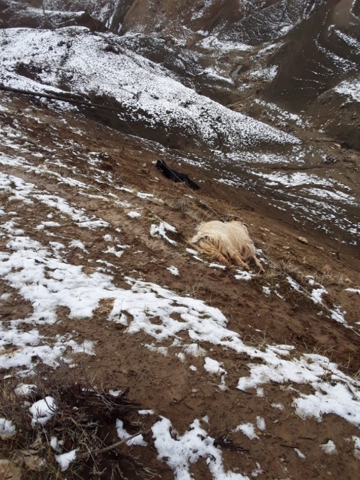 Elektrik Akımına Kapılan Keçiler Telef Oldu
