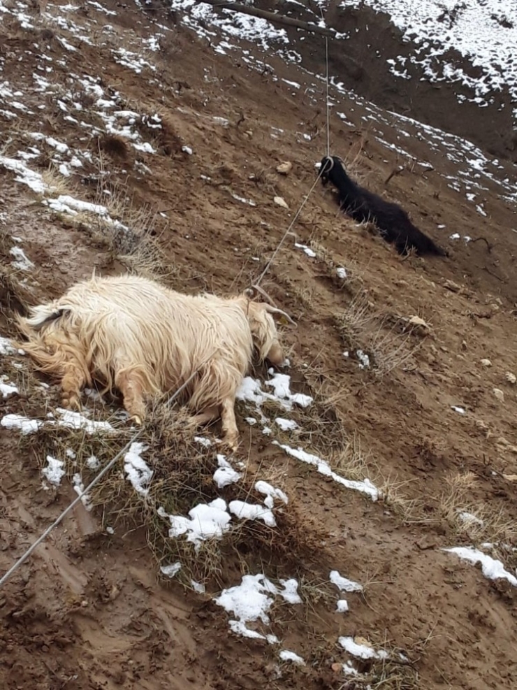 Elektrik Akımına Kapılan Keçiler Telef Oldu