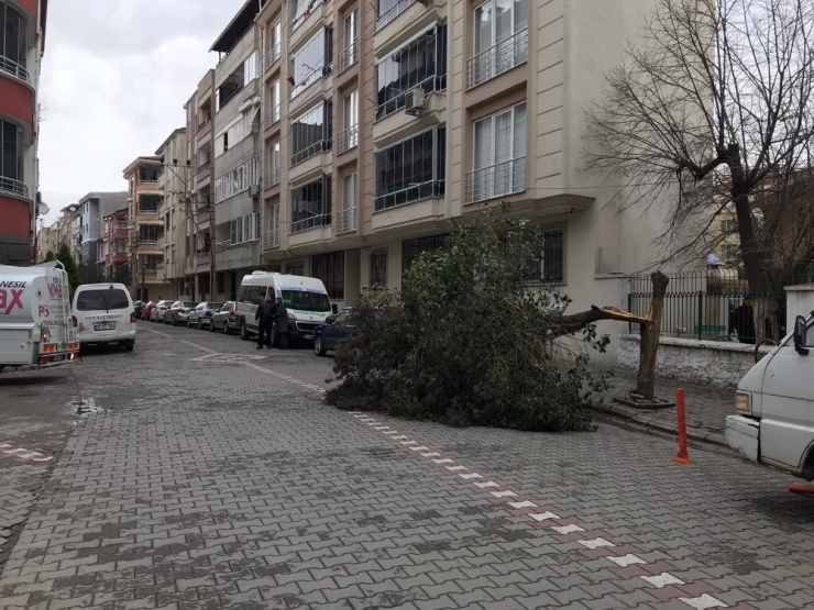 Edremit’te Poyraz Fırtınası Çatıları Uçurdu, Ağaçları Devirdi
