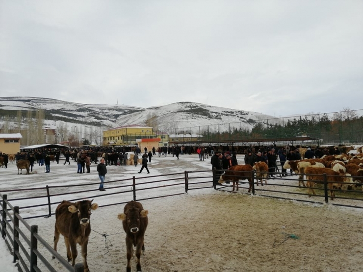 Bayburt Belediyesi Canlı Hayvan Pazarında Hizmet Vermeye Devam Ediyor