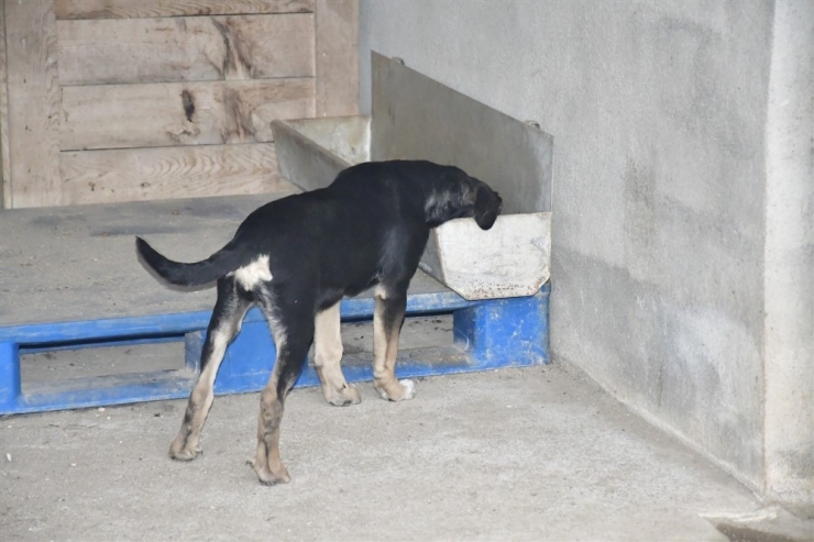 Hayvan Dostu Biga Belediyesi