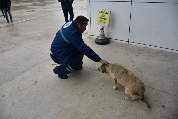 Hayvan Dostu Biga Belediyesi