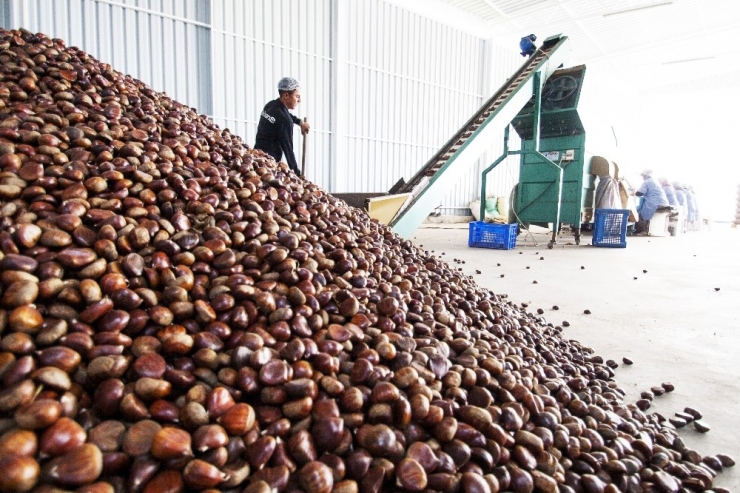 Yaş Meyve Sebze İhracatçılarının 2020 Hedefi 1 Milyar Dolar İhracat