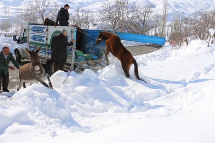 Hakkari’deki Sahipsiz Atlara Vatandaşlar Sahip Çıktı