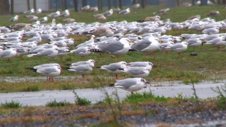 Binlerce Martı Fırtınadan Kaçtı