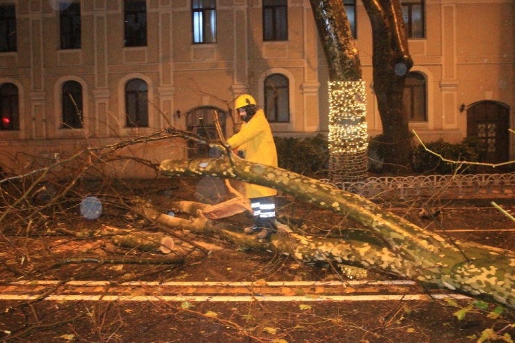 Beşiktaş Dolmabahçe’de Yola Devrilme Tehlikesi Bulunan Ağaç Kesildi