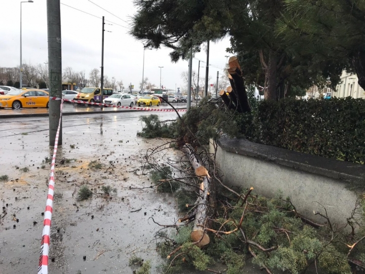 Kadıköy’de Enerji Teline Ağaç Devrilmesiyle Nostaljik Tramvay Seferleri Bir Süre Durdu