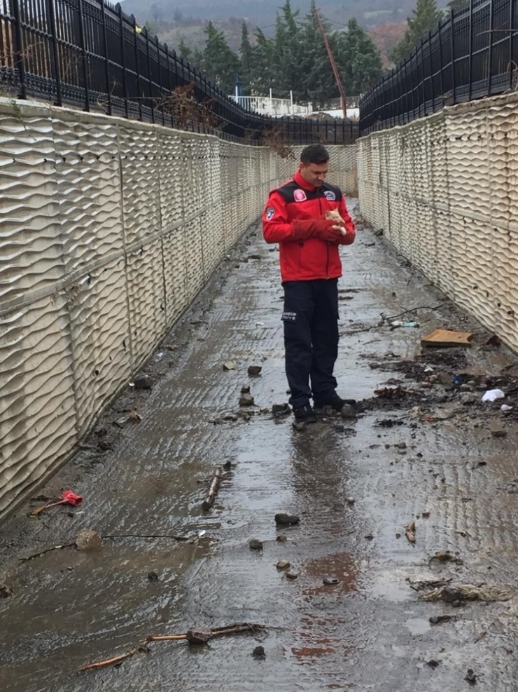 Kanala Düşen Yavru Kedi Kurtarıldı