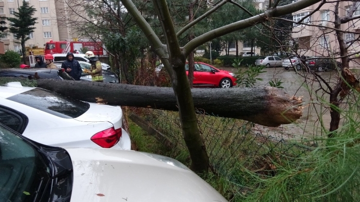 Kartal’da Devrilen Ağaç İki Aracın Üzerine Düştü