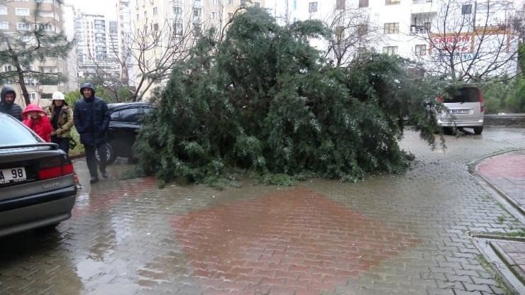 Kartal’da Devrilen Ağaç İki Aracın Üzerine Düştü