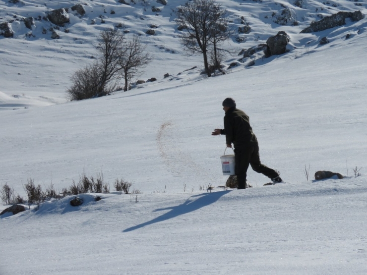 Yaban Hayvanlarına Yem Bırakıldı