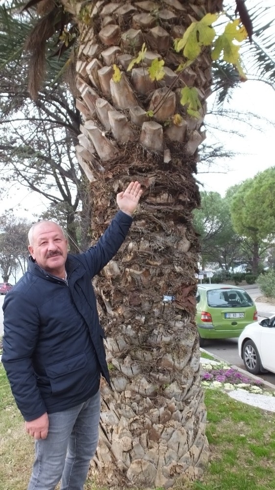 Palmiye Ağacının Gövdesinden İncir Ve Meşe Çıktı