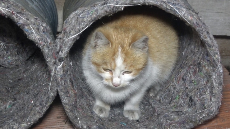 Eski Su Bidonlarını Ve Battaniyeleri Kedi Yuvasına Dönüştürdü