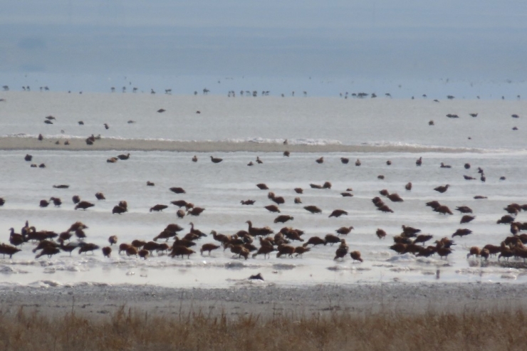 2 Ay Önce Kuruyan Göle Yağışla Birlikte Kuşlar Akın Etti