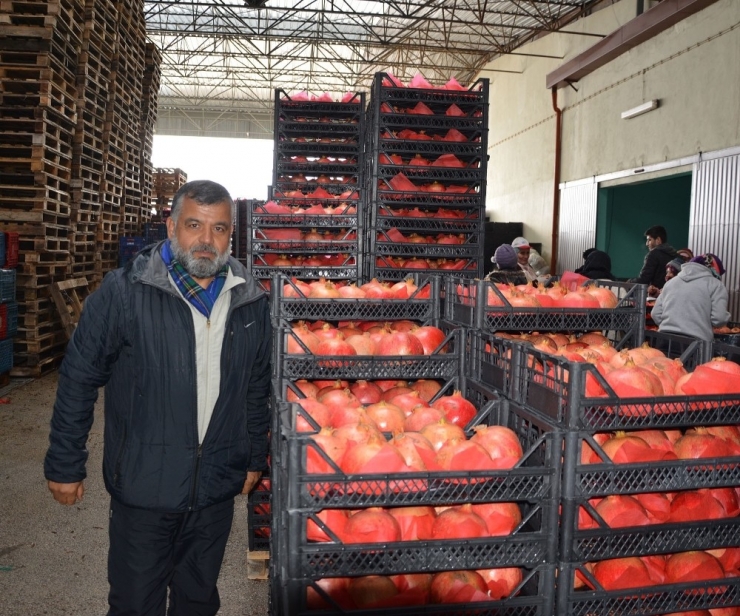 Antalya’dan İngiltere Ve Ukrayna’ya Nar İhracatı