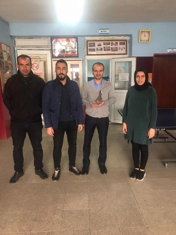 Okul Müdürü Kanadı Kırılan Kumruyu Tedavi Ettirip Sahiplendi