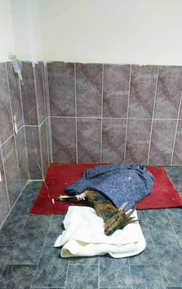 Yaralı Bulunan Dağ Keçisi Kurtarılamadı