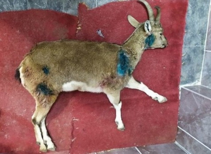 Yaralı Bulunan Dağ Keçisi Kurtarılamadı