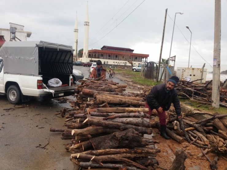 Sel Sularıyla Taşınan Odunları Topladılar