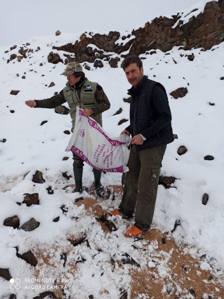 Muş Dkmp Yaban Hayvanları İçin Doğaya Yem Bırakıldı